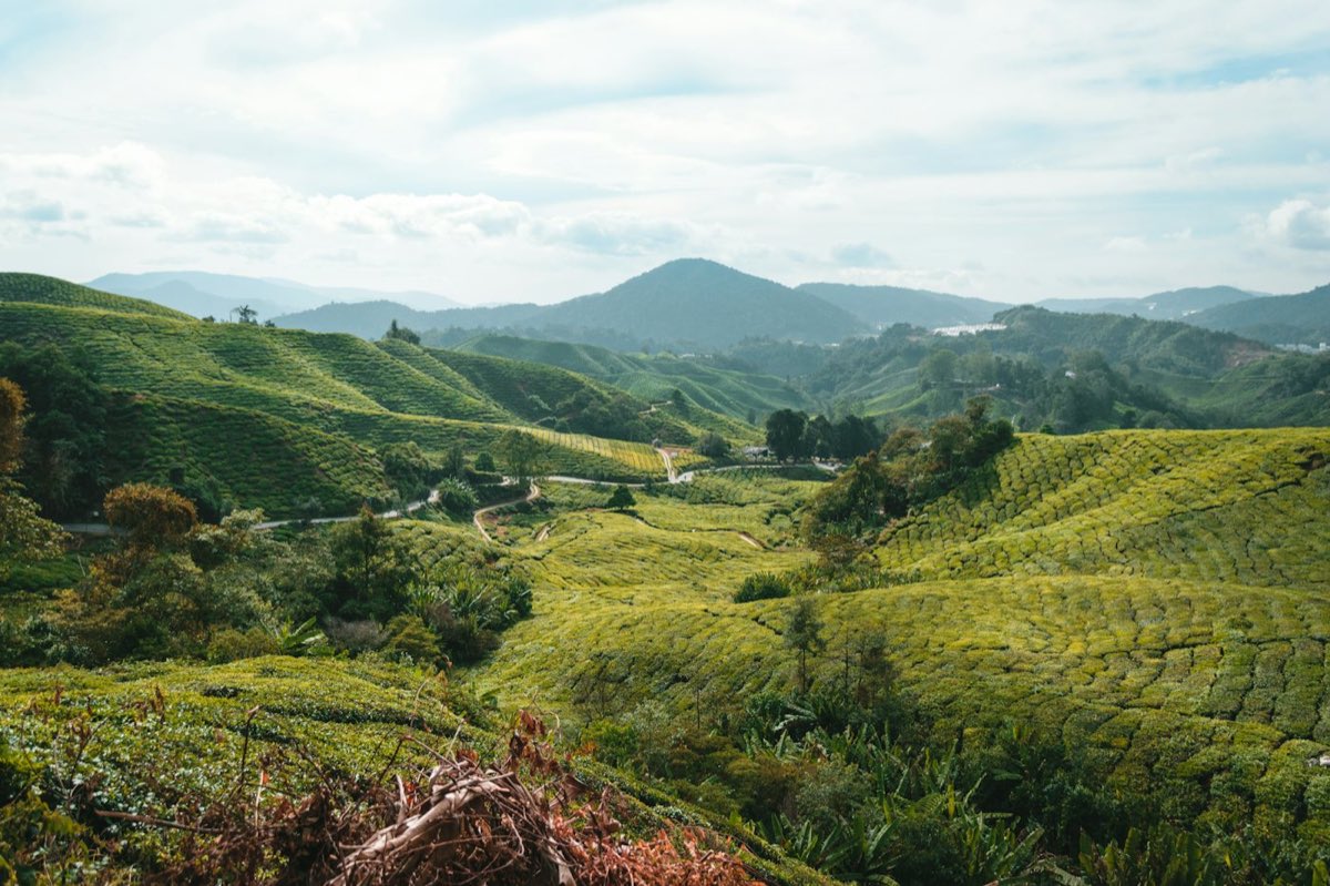 Rolling green tea plantations and hills in the Cameron Highlands
