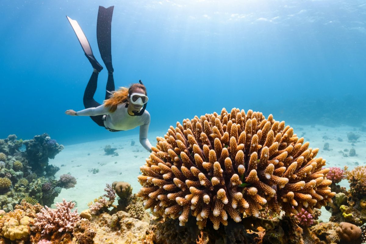 A diver gliding over a large coral head in clear blue water